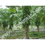 BioNumac Natural Plant Nutrient Concentrate 350ml